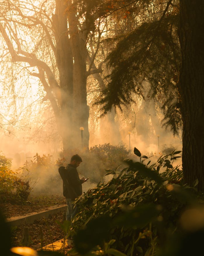 A person stands silhouetted on a misty forest path, backlit by the warm sunrise.